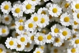 ProDentim ingredients feverfew