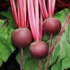 ProDentim ingredients beetroot